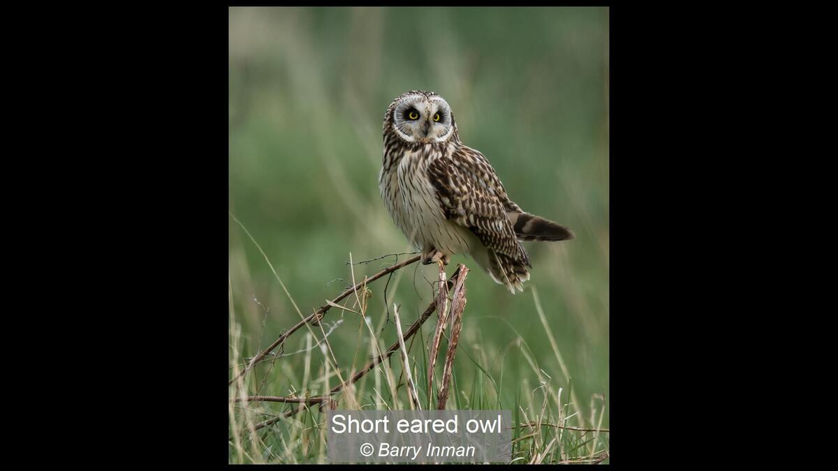 Short eared owl